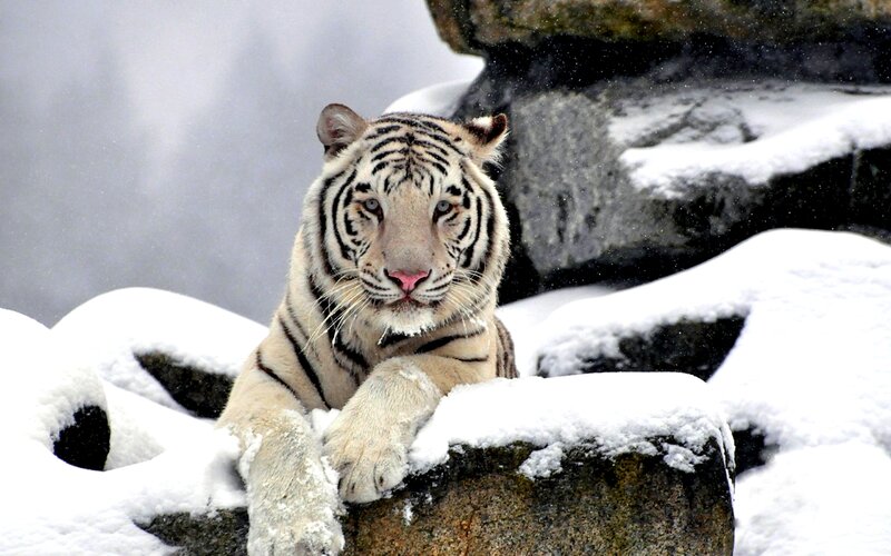 White Tiger in Snow — Calm, Winter, Photograph, Rocks