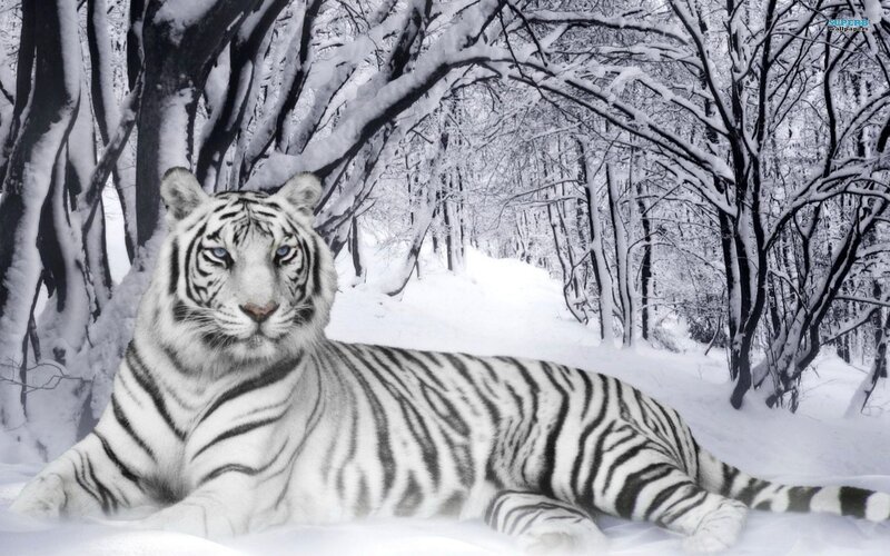 White Tiger in Snow — Calm, Winter, Photograph, Trees, Forest