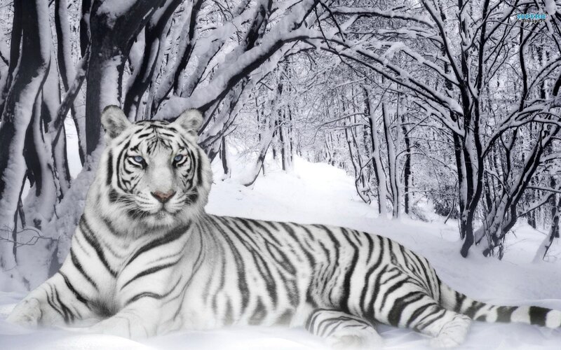 White Tiger in Snow — Calm, Winter