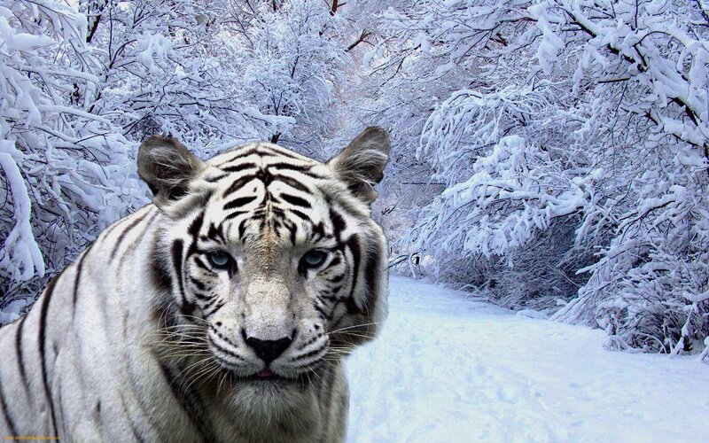 White Tiger in Snow — Cold