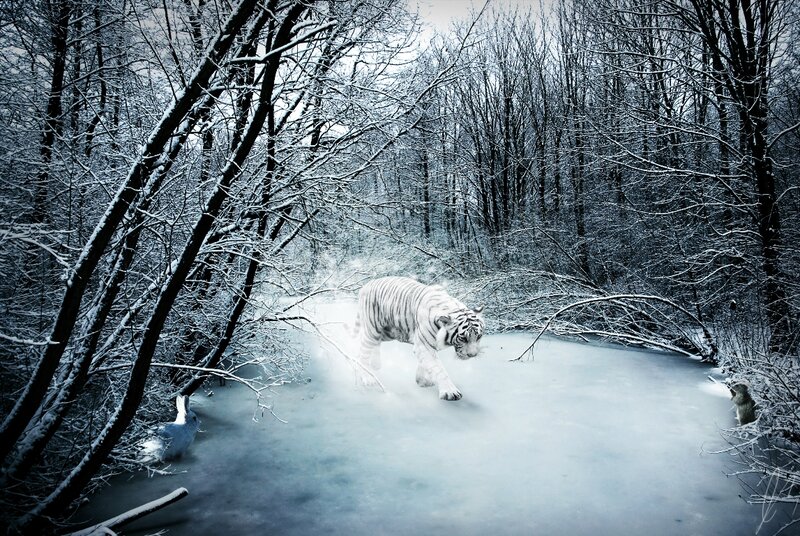 White Tiger in Snow — Dramatic