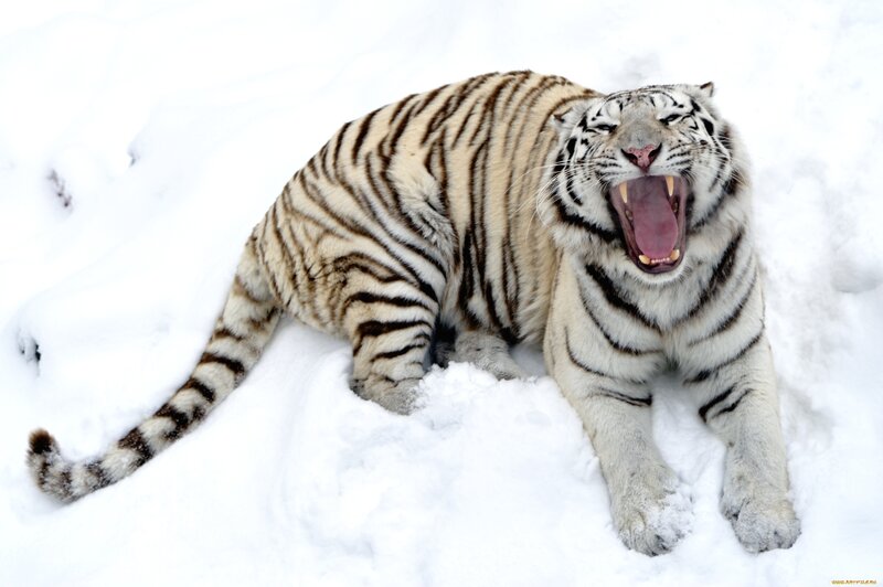 White Tiger in Snow — Dramatic, Winter, Photograph