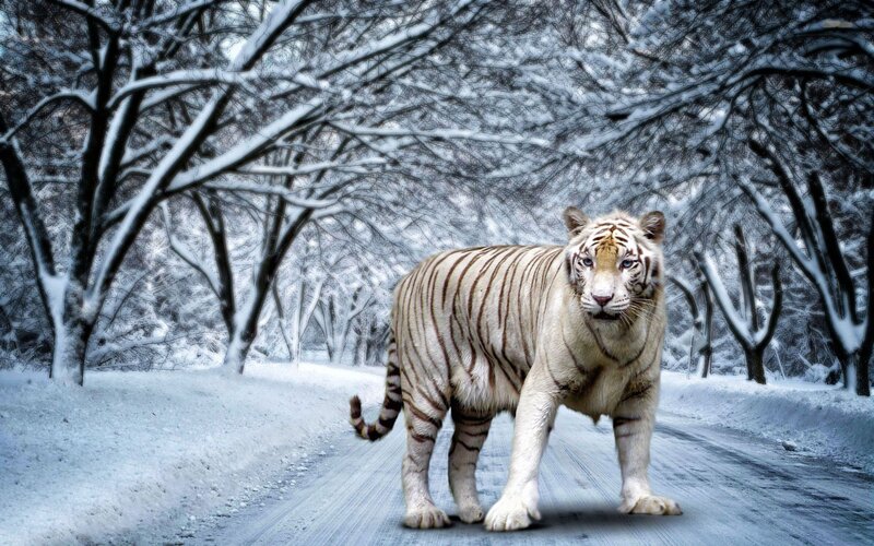 White Tiger in Snow — Dramatic, Winter, Photograph, Trees