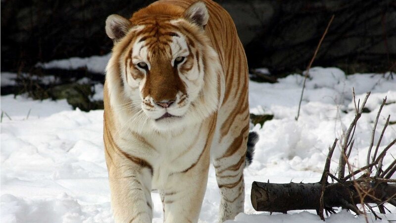 White Tiger in Snow — Dramatic, Winter