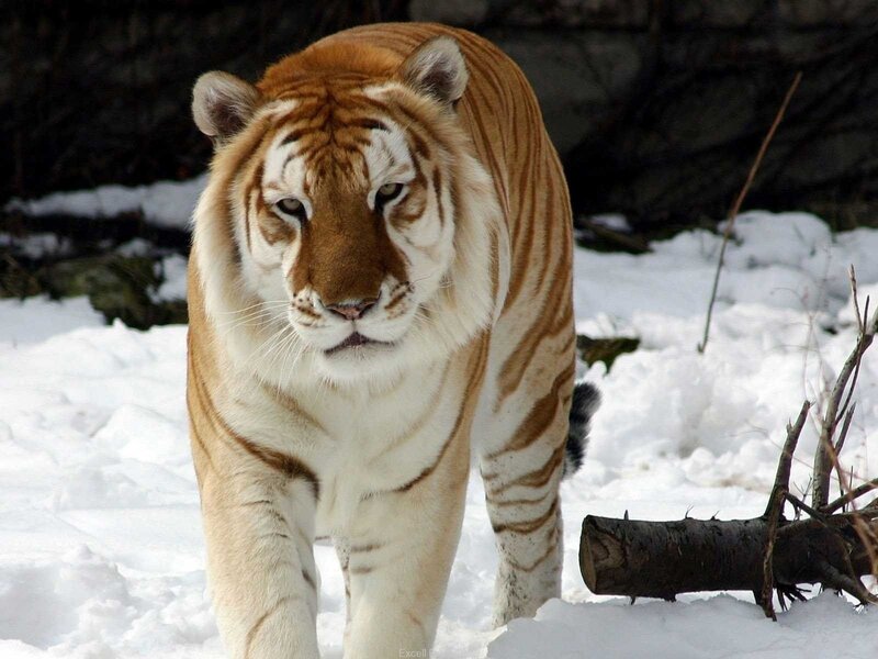 White Tiger in Snow — Intense, Winter, Photograph, Log, Branches