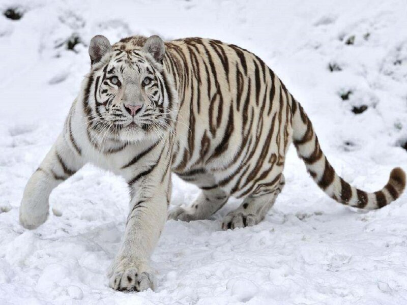 White Tiger in Snow — Intense, Winter, Photograph