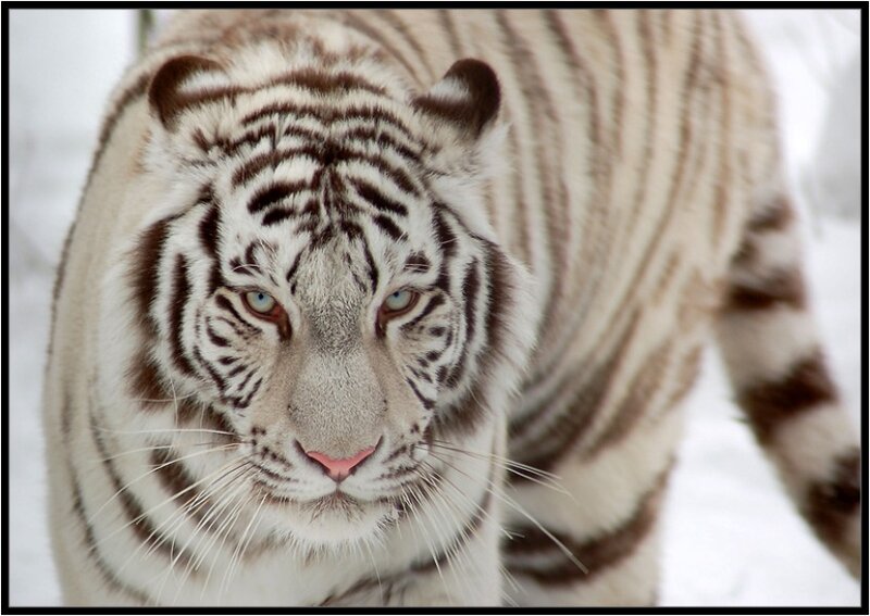 White Tiger in Snow — Intense, Winter