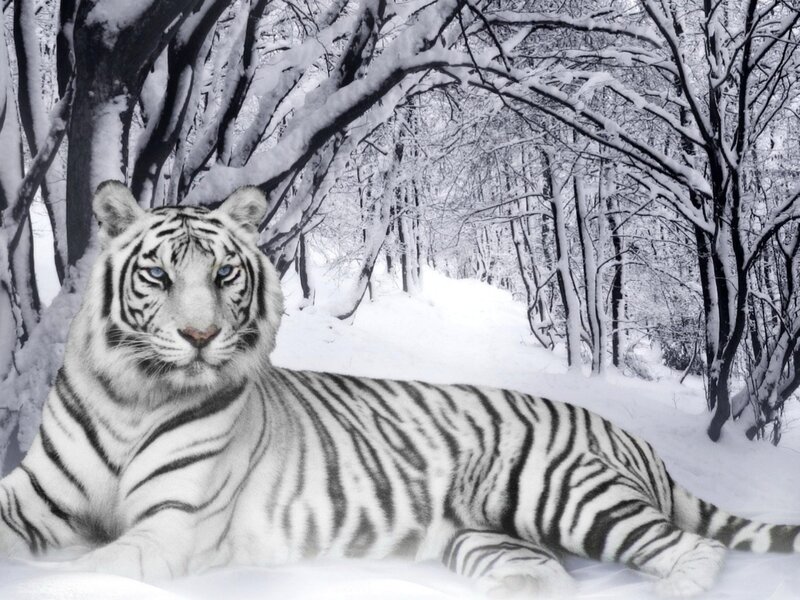 White Tiger in Snow — Serene, Black