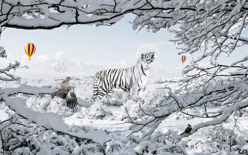 White Tiger in Snow — Serene