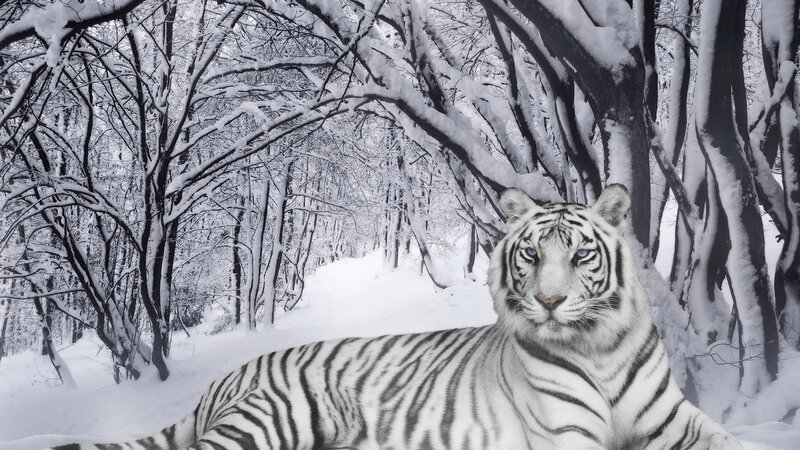 White Tiger in Snow — Serene, Trees