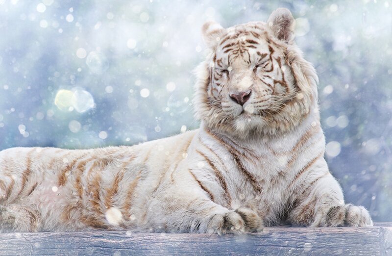 White Tiger in Snow — Serene, Winter, Photograph, Log