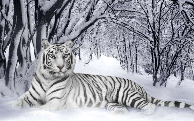 White Tiger in Snow — Serene, Winter, Photograph