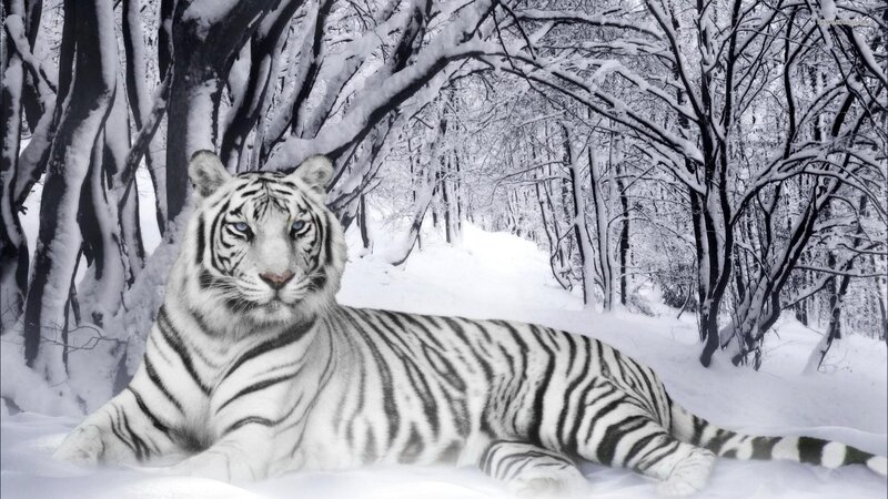 White Tiger in Snow — Serene, Winter, Photograph, Trees, Forest
