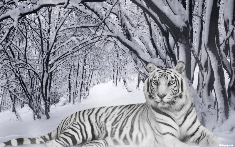 White Tiger in Snow — Serene, Winter, Photograph, Trees