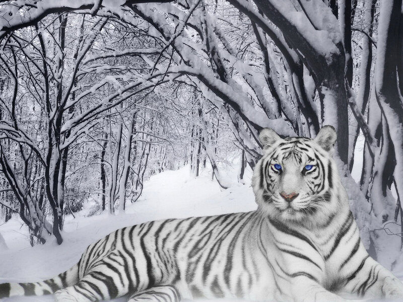 White Tiger in Snow — Serene, Winter