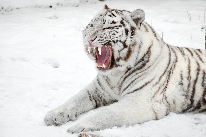 white tiger in snow