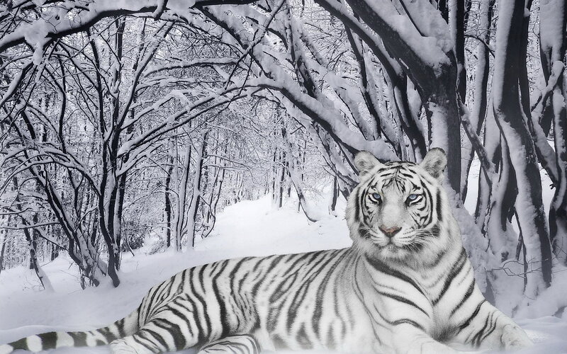 White Tiger in Snow — Winter, Photograph