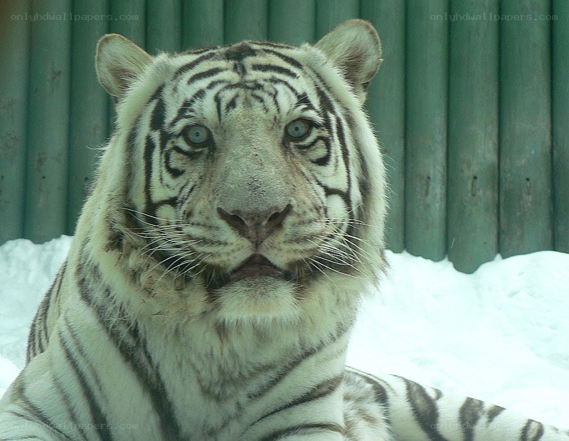 White tiger in snowy enclosure
