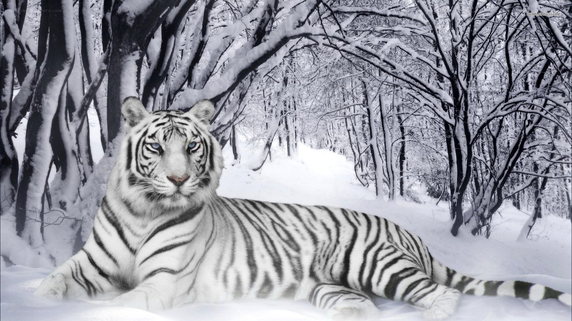 White tiger in snowy forest