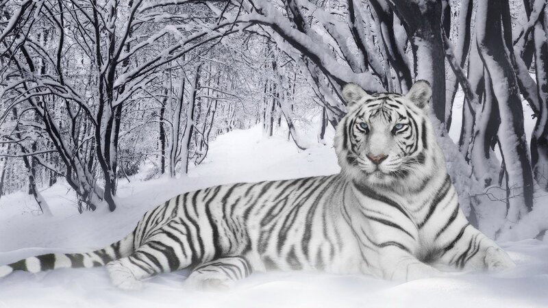 White tiger in snowy forest