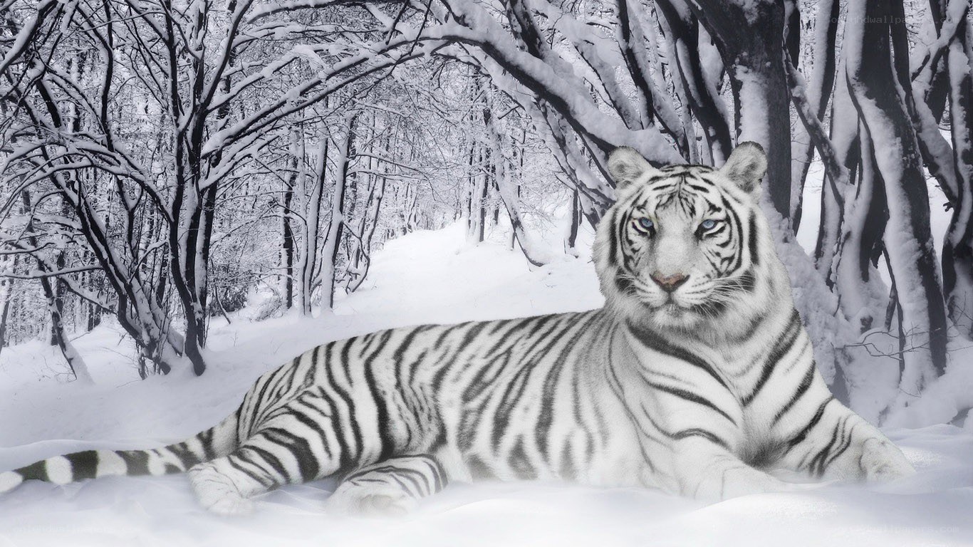 White tiger in snowy forest