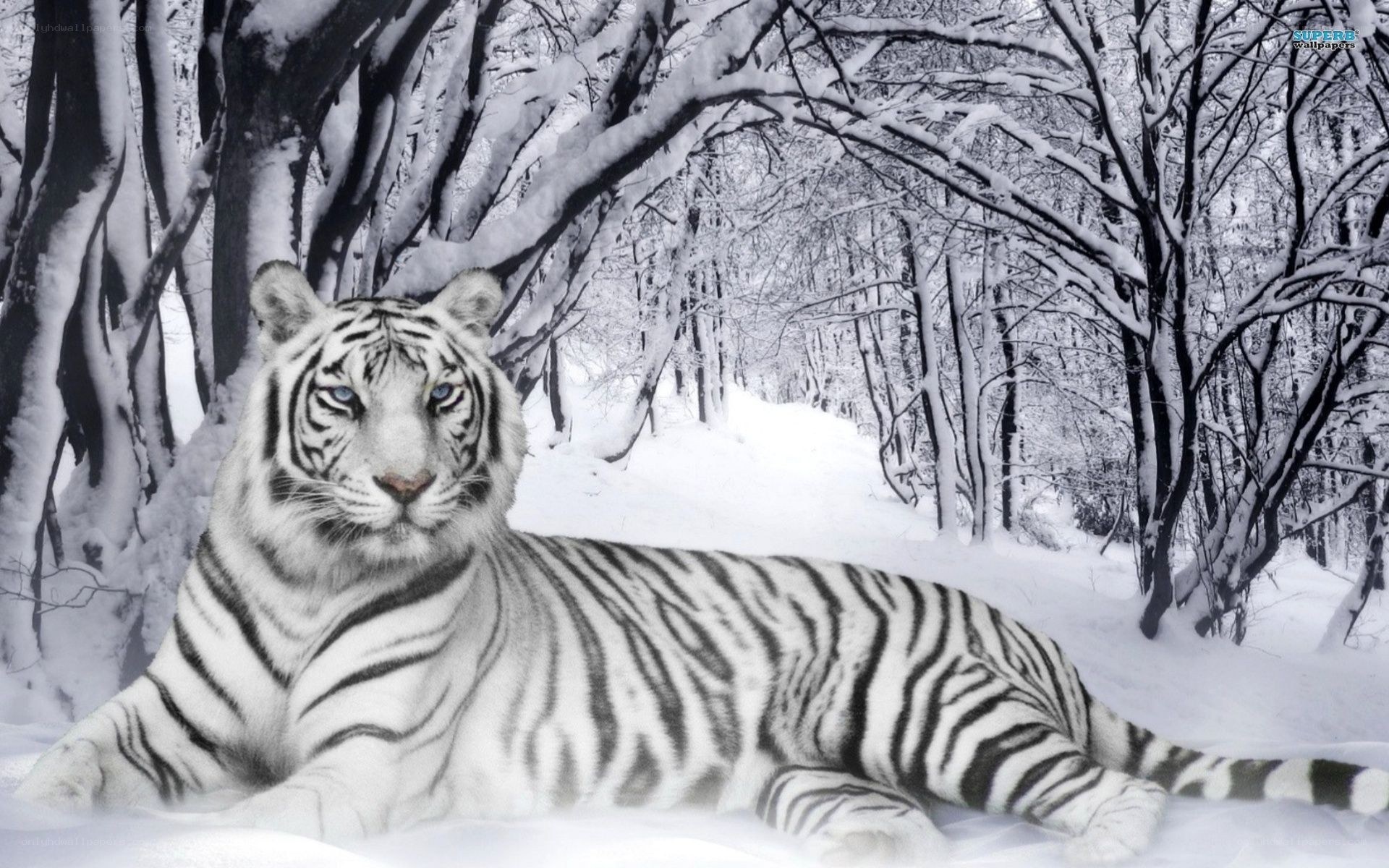 white tiger in snowy forest