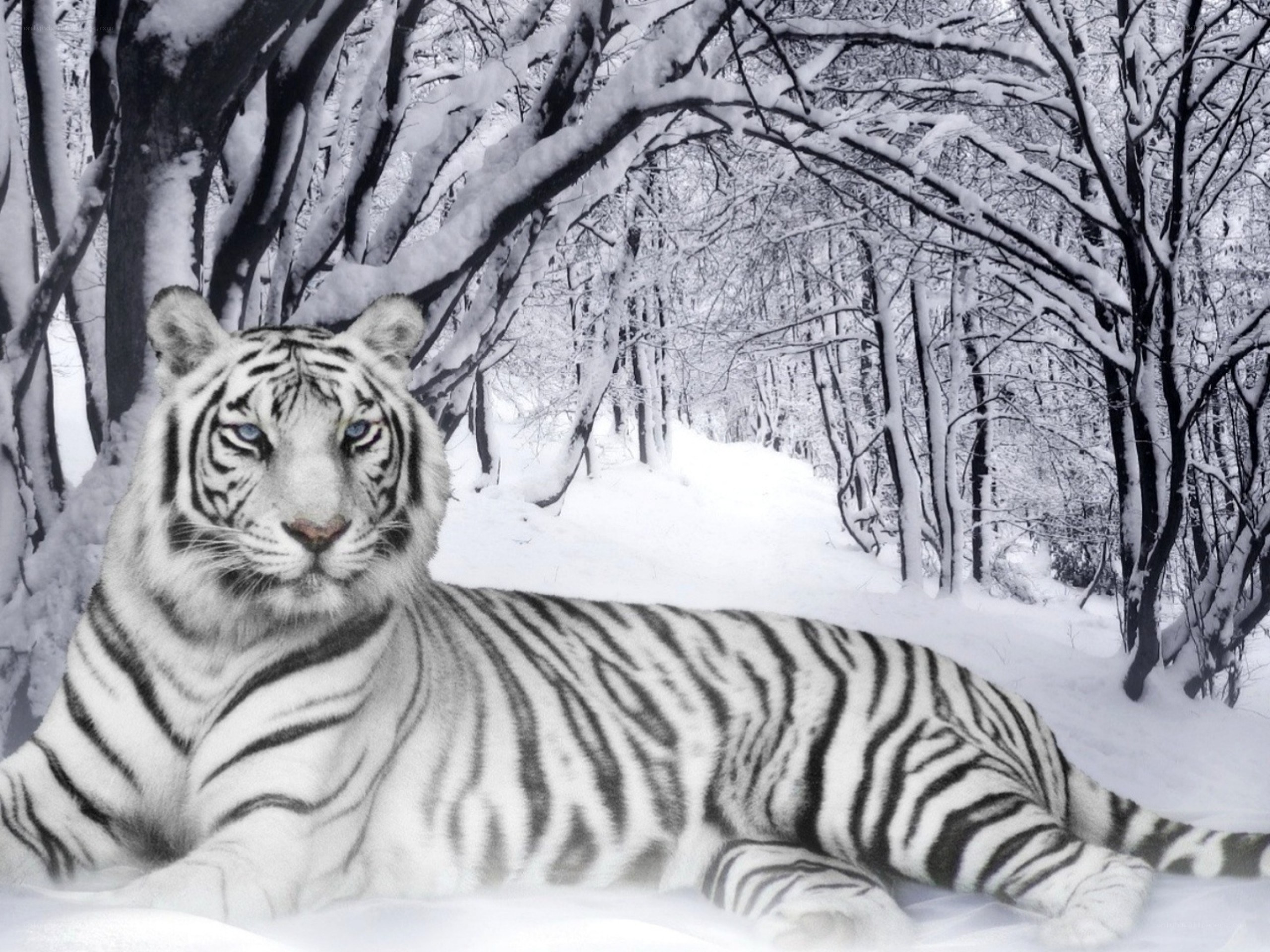White tiger in snowy forest