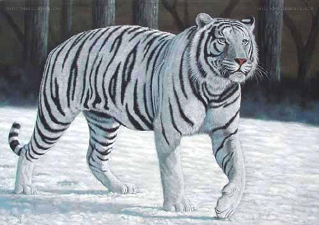 white tiger in snowy forest