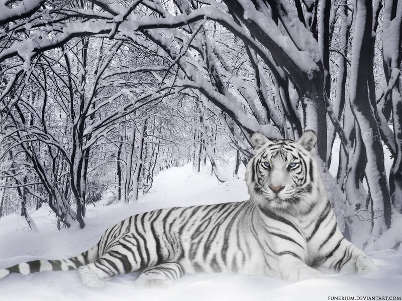 White tiger in snowy forest