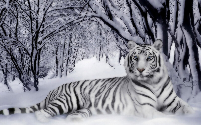 White tiger in snowy forest