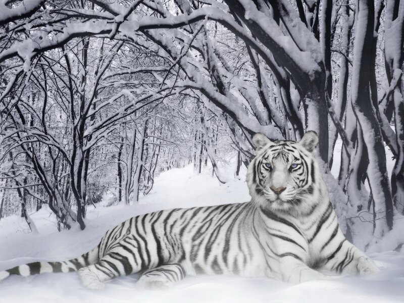 White tiger in snowy forest