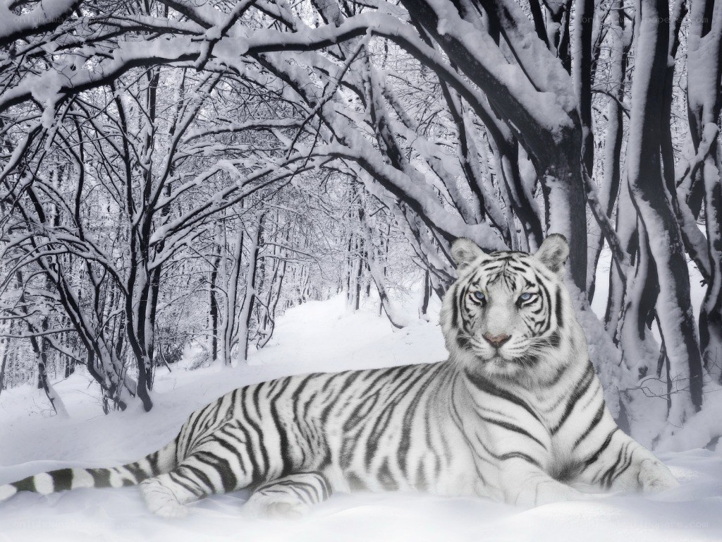 White tiger in snowy forest
