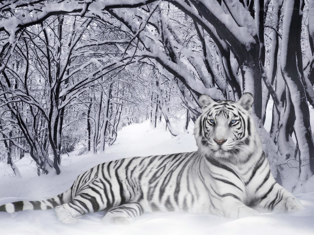 White tiger in snowy forest