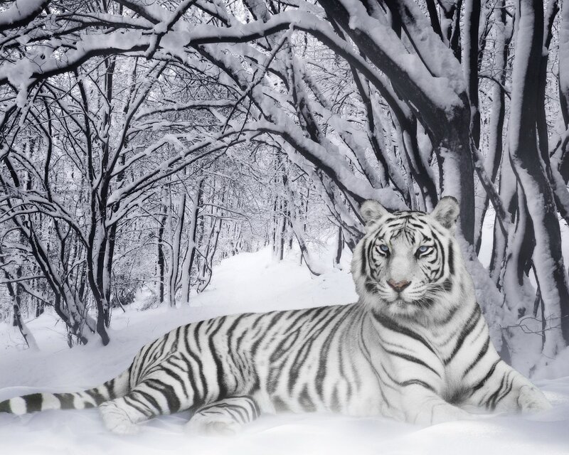 White tiger in snowy forest