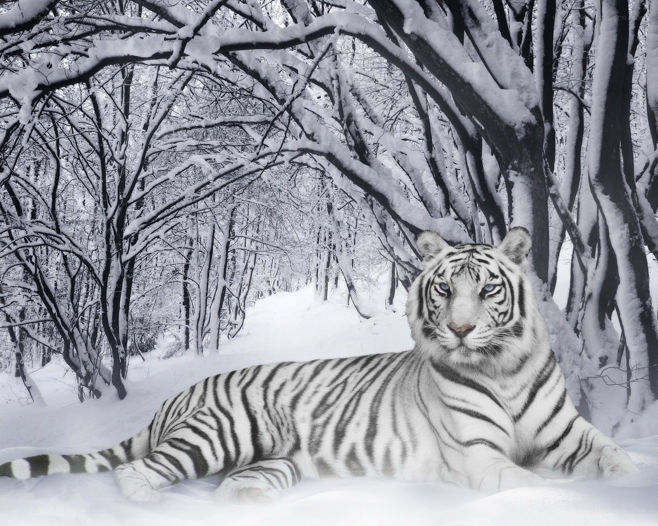 White tiger in snowy forest
