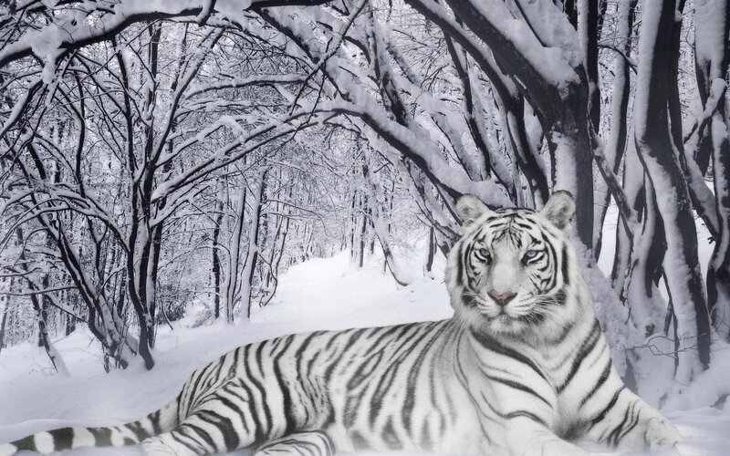 White tiger in snowy forest