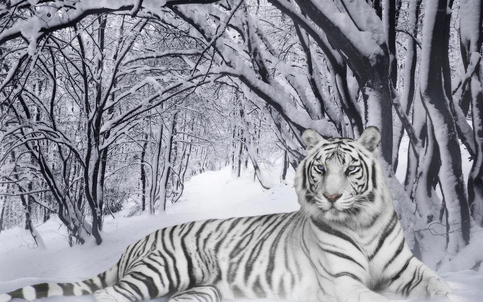 White tiger in snowy forest