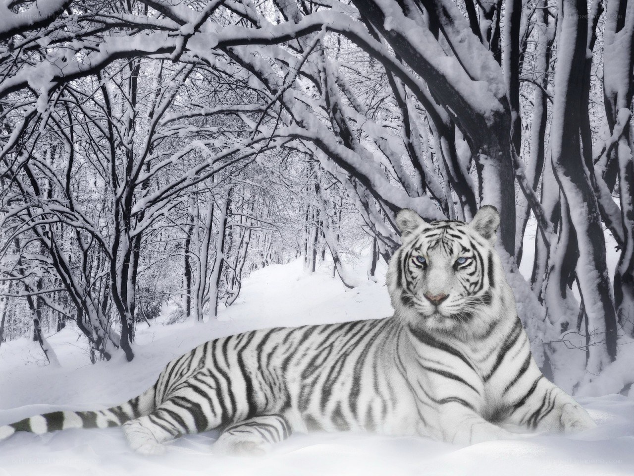 White tiger in snowy forest