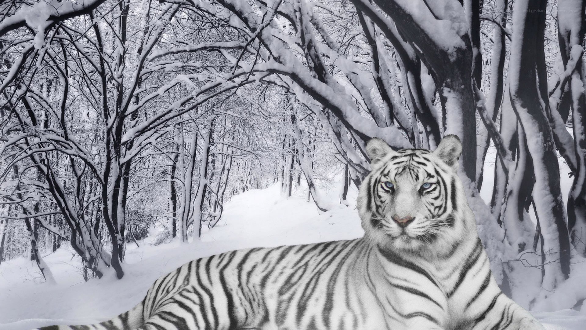 White tiger in snowy forest
