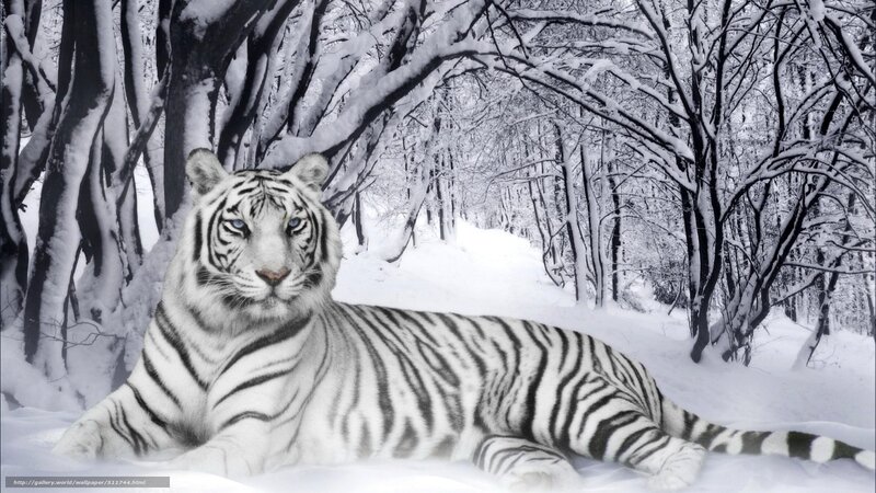 white tiger in snowy forest
