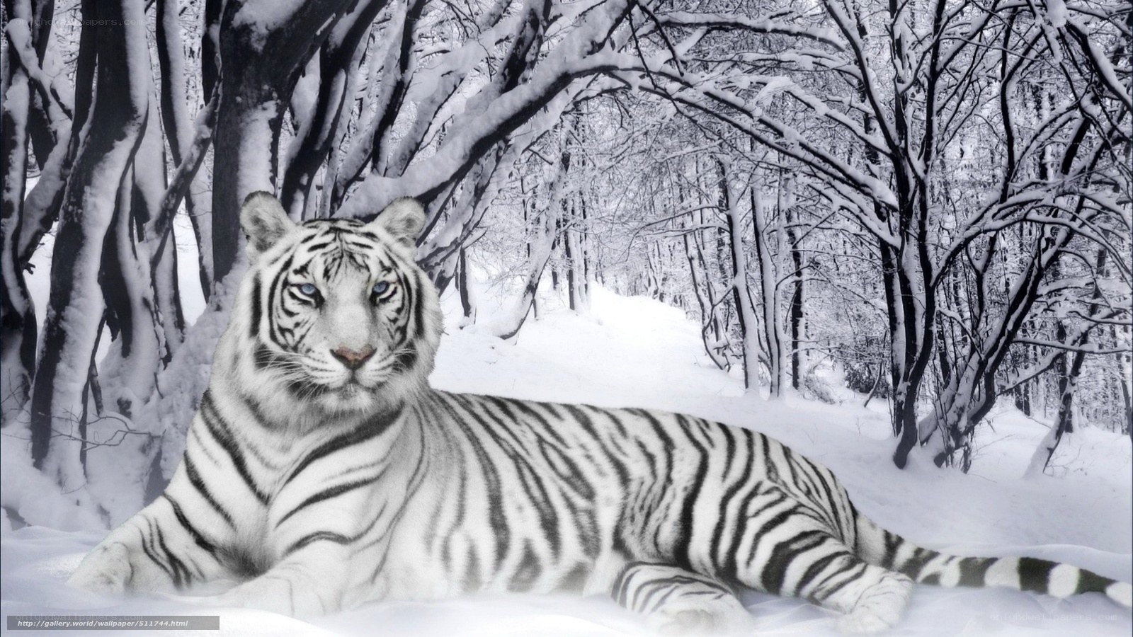 white tiger in snowy forest