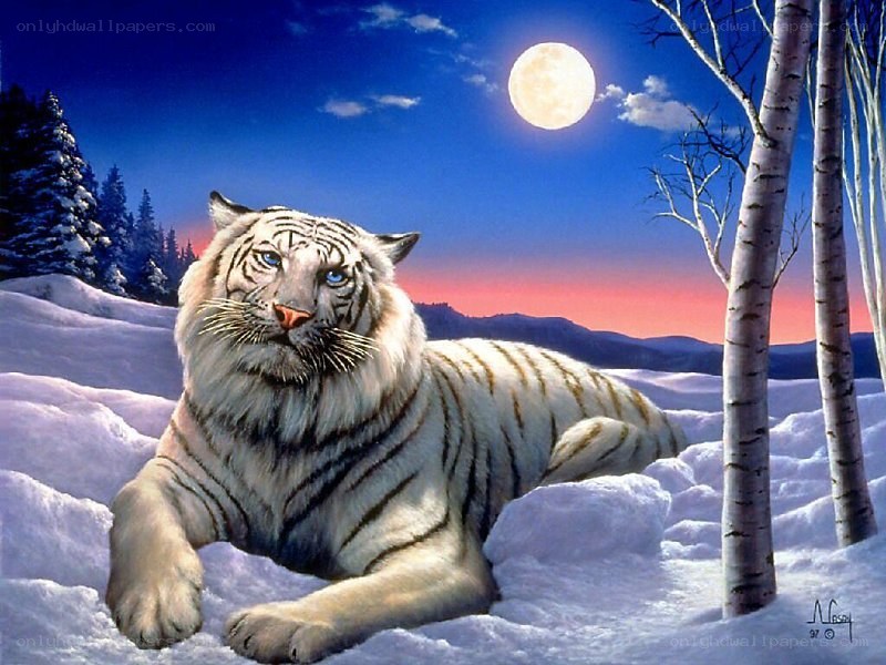 White tiger in snowy landscape