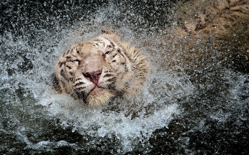 White tiger in splashing water
