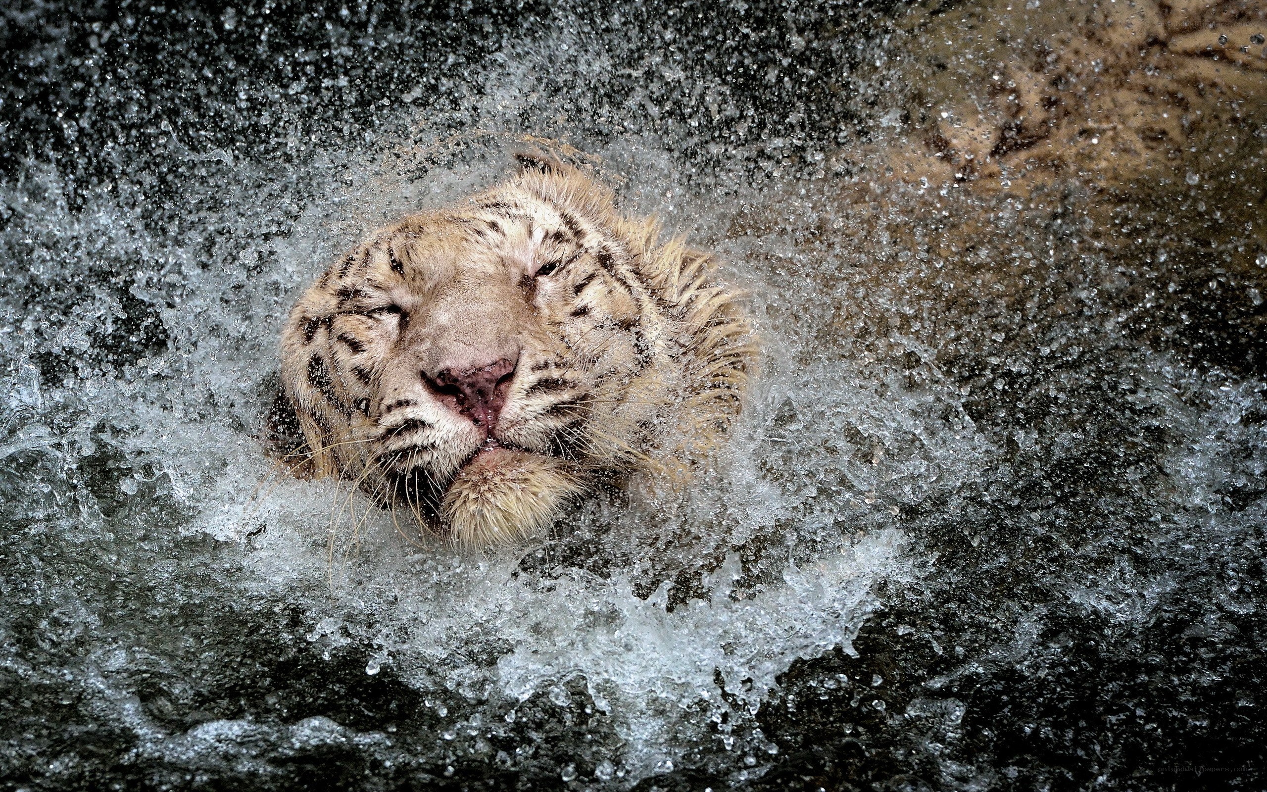 White tiger in splashing water