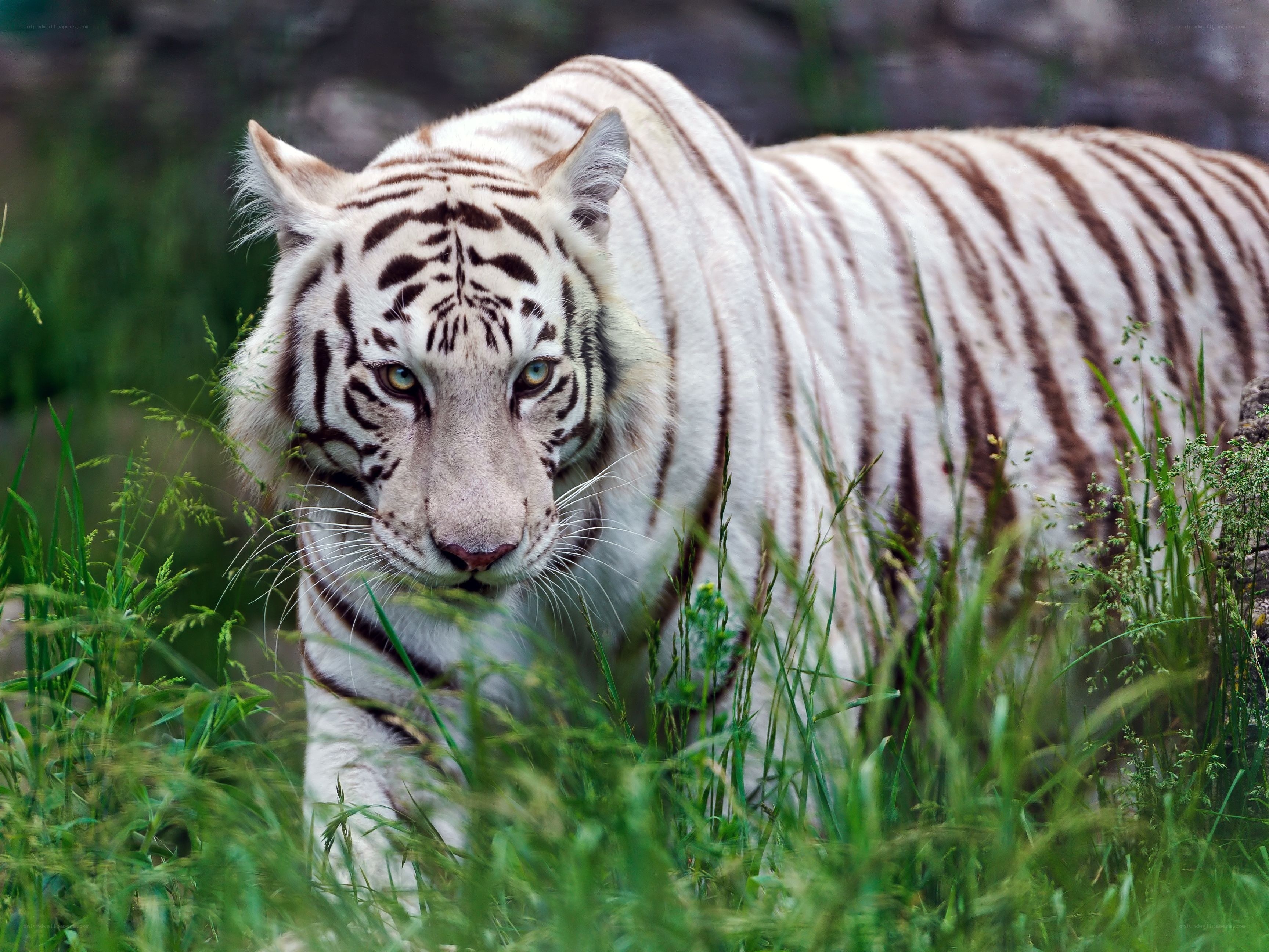White tiger in tall grass