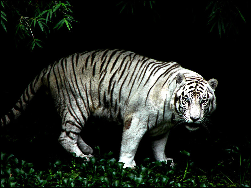 White tiger in the forest