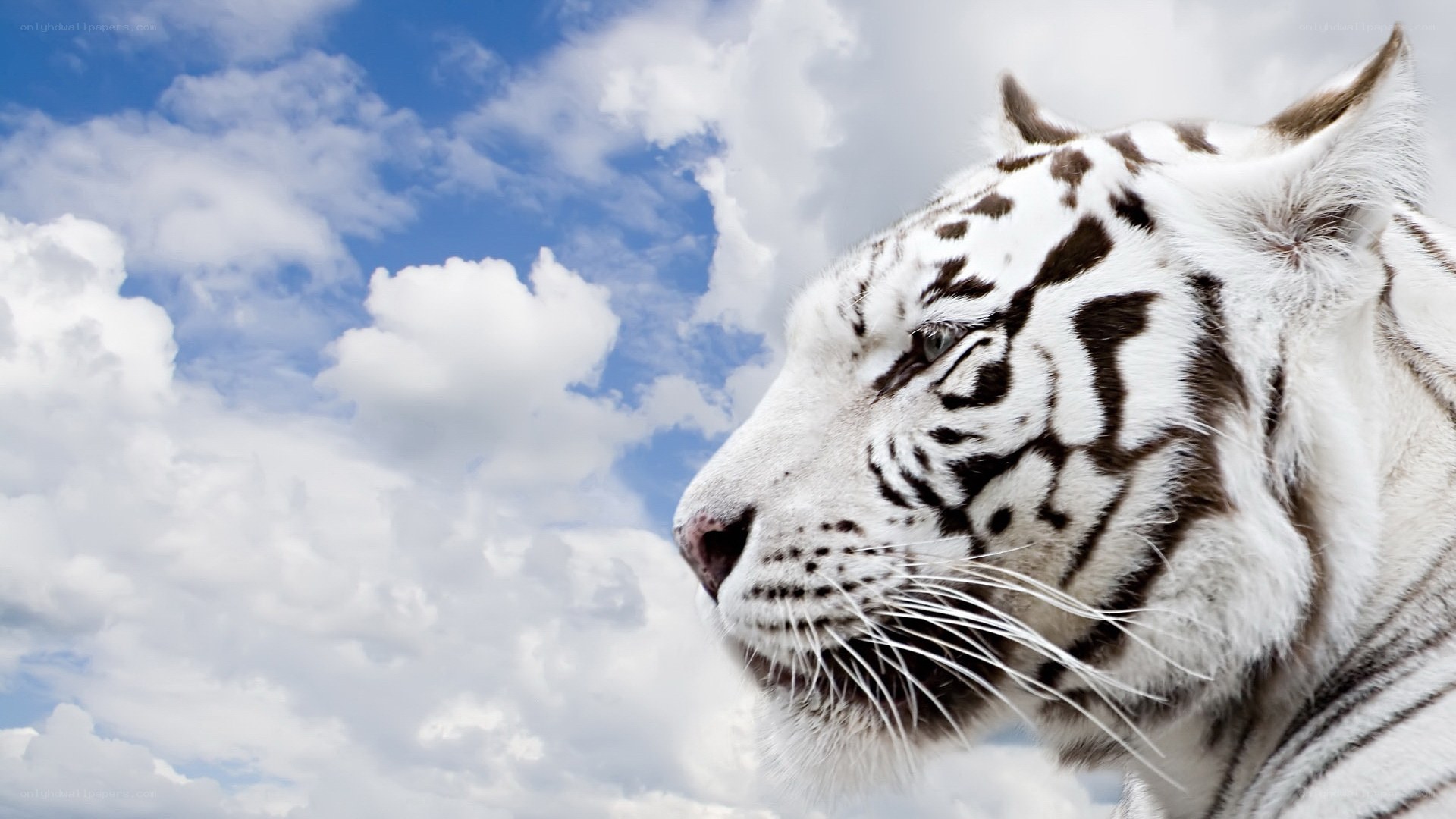 white tiger in the sky