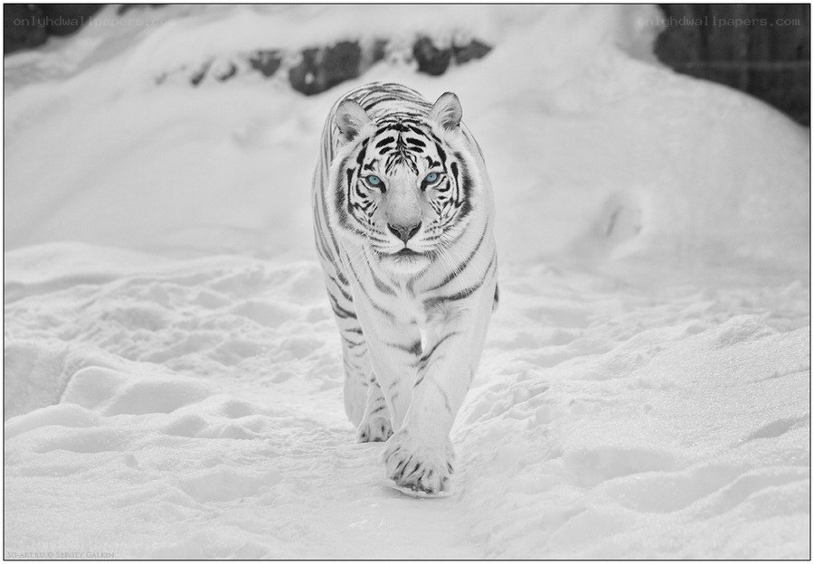 White tiger in the snow