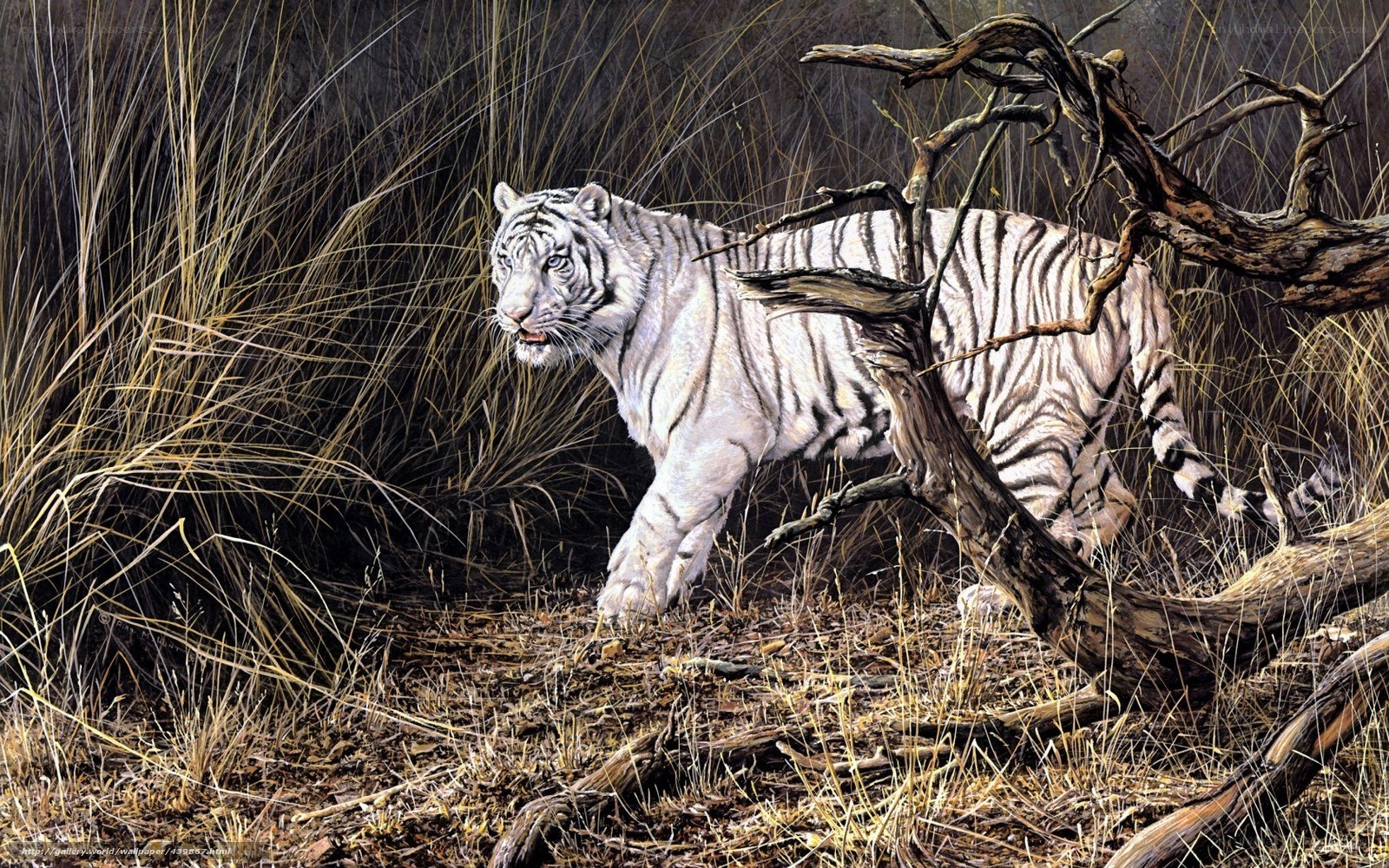 White tiger in the wild
