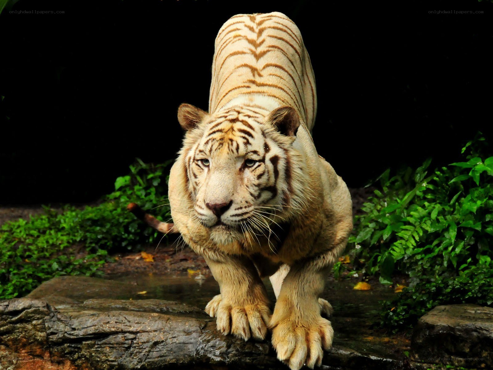 White tiger in the wild